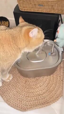 A close-up video shows a golden cat drinking from a stainless steel pet water fountain. The fountain has a pump that creates a small stream of water. The cat laps the water with its tongue. The fountain is sitting on a brown woven mat. Behind the fountain is a black electronic device, a wicker basket, and a small, plush toy figure of a character that resembles a pea. A bowl of cat food is visible in the upper left corner of the frame. The background is out of focus.