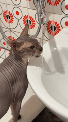 Morning domestic life documented in Izhevsk apartment with cat