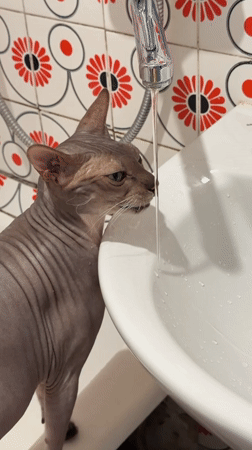 Morning domestic life documented in Izhevsk apartment with cat