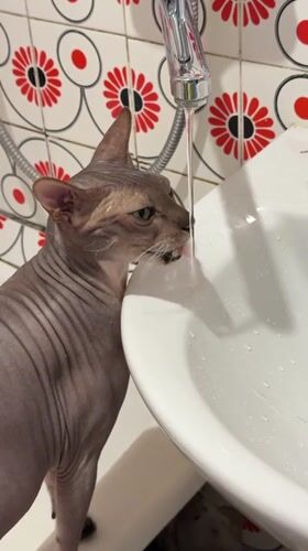 Morning domestic life documented in Izhevsk apartment with cat
