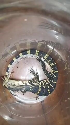 A small monitor lizard with black and yellow markings is inside a clear container. The lizard is curled up, with its tail wrapped around its body. Its head is resting on its body, and its legs are tucked underneath it. There is some debris at the bottom of the container, and the lizard appears to be moving slightly. The container is clear and appears to be made of plastic or glass. The lighting is dim, and the background is blurred.