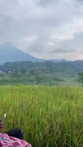 The video shows a lush green rice paddy in front of a rural hillside in Indonesia. The rice paddy is filled with tall, green rice stalks, some tinged with yellow. In the distance, the hillside rises in a series of rice terraces, dotted with houses, trees, and vegetation. A mountain is visible in the background, partially obscured by clouds and haze. In the foreground, a person is seen sitting with their lap visible, wearing a red and white patterned fabric. The sky is overcast, casting a soft, diffused light over the landscape. An Indonesian flag is visible on the hillside. The camera is static for the majority of the video.