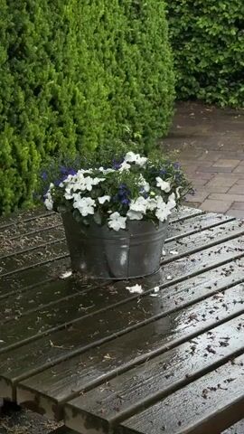 A gray metal bucket overflowing with white and purple flowers sits on a wet, dark wooden slatted table. The table is covered in water droplets from rain, and small bits of foliage or petals are scattered across its surface. In the background, a dense, tall green hedge forms a natural wall, with a narrower, lighter green hedge beyond it to the right. A brick path is visible in the upper right corner, partially obscured by the hedges. The scene is outdoors, likely a garden or patio in Sint Maartensvlotbrug, Netherlands. The weather is rainy, indicated by the wet surfaces and the sound of falling rain. No people are visible, and there is no visible text.