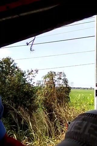 The video shows a moving shot from within a vehicle, looking out at a rural landscape. The foreground is dominated by the dark interior of the vehicle, with foliage and part of a seat visible. The middle ground features a lush green field, possibly rice paddies, with some scattered trees and what appear to be distant farm structures or buildings. There are also some small figures in the field, possibly people or animals. The background consists of a clear sky with some utility poles visible on the horizon. The camera movement suggests the vehicle is traveling along a road or path adjacent to the field. The overall impression is one of a sunny day in a countryside setting.