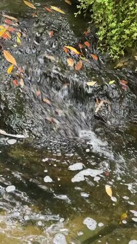 This video shows a close-up, overhead view of a stream flowing over rocks. The water is clear with some greenish algae visible on the rocks. Fallen leaves, predominantly in shades of yellow and orange, are scattered across the surface of the water and being carried by the current. The water is churning and creating small bubbles in some areas, particularly in the lower part of the frame. To the right, the edge of the stream is lined with lush green vegetation, suggesting an outdoor, natural setting. The lighting appears to be natural daylight, and there are no discernible weather conditions mentioned or visible. The overall impression is one of a peaceful, natural environment. The location is specified as Ban Na Chom Thian, Thailand. There is no text visible in the video.