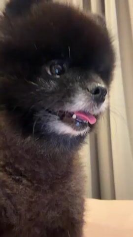 A black Pomeranian dog is shown in a close-up shot. The dog's mouth is open, and its tongue is visible. The background appears to be a room with curtains. The video is very short, with the frames moving rapidly to create a sense of quick motion.