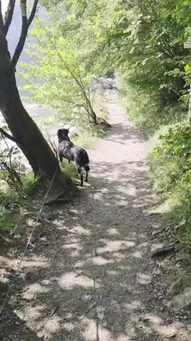 A dog is walking on a path next to a lake. The dog is black and brown and is on a leash. The path is made of gravel and is surrounded by trees. The lake is calm and clear, and the water is reflecting the sunlight. In the background, there are mountains. The sun is shining, and the weather is warm. The dog appears to be enjoying its walk.