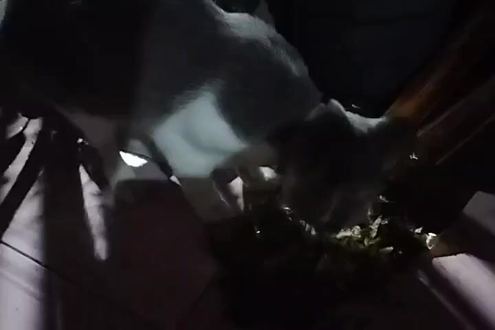 A grey and white cat is eating from a pile of food on a tiled floor. The cat is mostly in shadow, but its face and some of its body are illuminated by a light source from the left. The food appears to be wet and mixed with other materials.