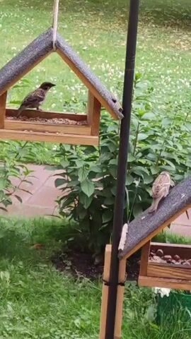 A video shows two bird feeders hanging from a pole in a yard. One bird feeder is on the left, and the other is on the right. A bird is perched on the left bird feeder, pecking at seeds. Another bird is on the right bird feeder, looking down. The feeders are filled with seeds and nuts. The background is filled with green bushes and trees.