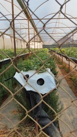 Through a chain-link fence, we see the inside of a greenhouse. Rows of plants, primarily lettuce, are grown in white bags with holes in them, set on top of black troughs on metal stands. The floor of the greenhouse is mostly dirt, with a narrow concrete walkway in the center. The greenhouse is covered with a transparent material. There are no people visible in the scene. The camera remains stationary throughout the video.
