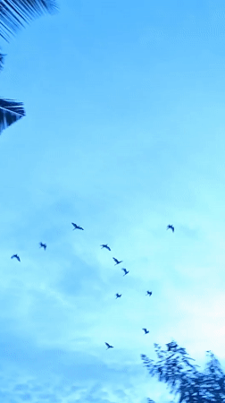 Birds at dusk over Lhokseumawe, with crown flowers below