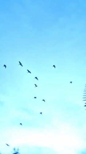 Birds at dusk over Lhokseumawe, with crown flowers below