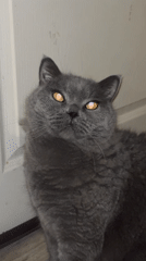Sofia resident documents gray cat and sky views