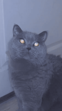 Sofia resident documents gray cat and sky views