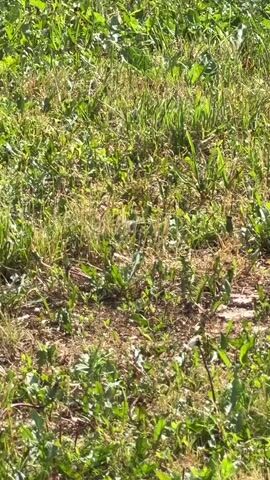 The video shows a bird in a grassy area. The bird is small and gray with some white markings on its chest. It is foraging for food in the grass, pecking at the ground. The grass is green and dry in patches, with some weeds and small yellow flowers visible. The ground is mostly dirt and dry leaves. The bird moves in a jerky, quick manner, typical of small birds. The lighting suggests it is daytime, likely sunny. There are no other animals or people visible in the video. The camera is stationary, capturing the bird's actions from a slight distance.
