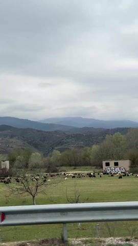 The video is a moving shot from a vehicle traveling along a road with a metal guardrail. The landscape includes a green field where numerous sheep graze, interspersed with bare trees. In the distance, there are rolling mountains under a cloudy, overcast sky. As the vehicle moves, various structures come into view within the field, including small outbuildings and utility poles. Briefly, a large, colorful roadside advertisement appears, bearing the word "Happy" in stylized cursive font, before the view returns to the landscape.