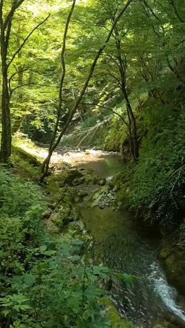 The video captures a flowing stream through a dense, green forest. Sunlight filters through the canopy, illuminating the water and the moss-covered rocks and terrain. The camera pans down, following the gentle cascade of the stream as it moves through the natural landscape. Lush vegetation, including trees, bushes, and ferns, lines the banks and surrounds the waterway, creating a serene and natural environment.