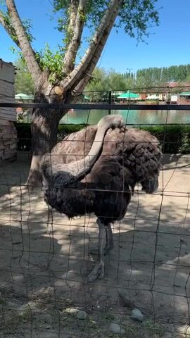 An ostrich stands in an enclosure made of metal fencing, its feathers dark brown in color, and its long neck stretching up toward the sky. A tree stands to the left of the ostrich, its branches partially obstructing the view of the background, where a body of water is visible. Buildings with red roofs can be seen in the distance. The ground is covered in dirt, and the scene is bathed in bright sunlight. The camera angle is from outside the fence, capturing the ostrich in its enclosure. Someone addresses the ostrich, then asks if they are going to converse with it.