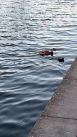 A duck and a smaller, dark-colored duckling are seen swimming in a body of water, likely a canal or river, adjacent to a concrete embankment. The water is calm with gentle ripples reflecting the soft light of the day. The larger duck, predominantly brown, leads the way as they swim along the concrete edge. The smaller duckling follows closely behind. The scene is peaceful, showing the pair navigating the waters. The video appears to be filmed during the daytime in Eindhoven, Netherlands.