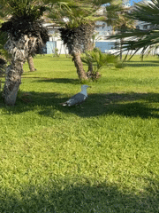 Poolside afternoon at a Sicilian resort, seagulls included