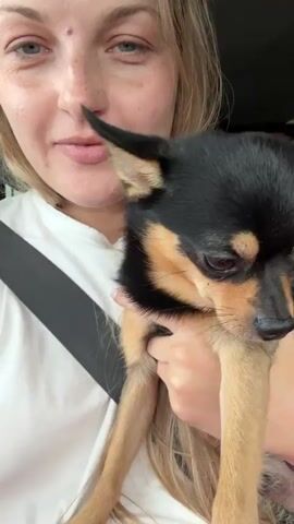 A woman with blonde hair is holding a small black and tan chihuahua dog in her arms inside a car. The dog is looking down and to its right, while the woman is looking at the camera and smiling. Another person is visible in the background in the back seat of the car. The woman is wearing a white shirt and a seatbelt. The dog has its ears perked up.