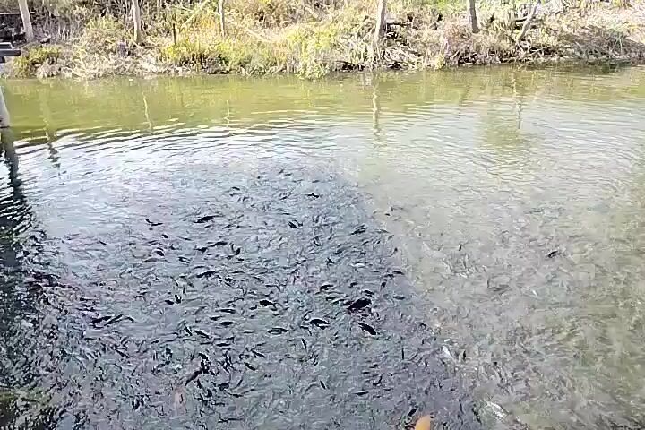 A large school of small fish is visible in murky water. The fish are concentrated in the left half of the frame, with fewer fish in the right half, where the water appears clearer. The background consists of a shallow body of water with trees and dry vegetation along the bank. A white object, possibly a hand or a piece of equipment, is partially visible on the far right of the frame. The fish are actively swimming and appear to be reacting to something in the water, possibly food being introduced.