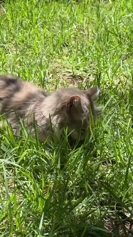 A fluffy, grey cat is captured in a close-up shot, lying down in lush green grass. The cat's fur has a mix of grey and lighter brown tones, and its head is partially obscured as it appears to be sniffing or nibbling at the grass. Sunlight filters through the grass, creating bright highlights and dappled shadows, suggesting it's daytime. The background is filled with more dense green grass, with a hint of brown soil or dried leaves visible beneath. The overall impression is of a peaceful, natural outdoor setting, likely a garden or field. The cat's posture and focus on the grass indicate it's engaged in typical feline behavior, perhaps exploring its surroundings or enjoying a sunny day. There is no visible text in the media file.