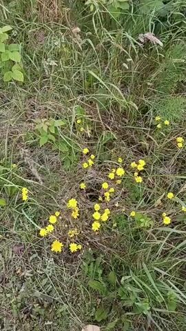 The video shows a close-up, slightly shaky view of a patch of ground covered in dry grass and small yellow wildflowers. The camera pans slowly downwards. There are no people or animals visible in the frame.