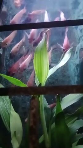 The video displays an aquarium with numerous small, pinkish fish swimming. In the foreground, a green plant with broad leaves is visible, partially obscuring the view of the fish. The water is murky, and the background appears to be a rocky or artificial landscape typical of an aquarium setting. The lighting is dim.