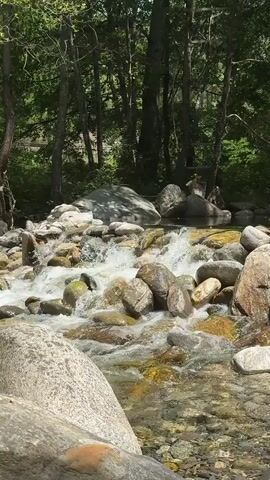 A shallow river flows over a bed of rocks. The water is clear and reflects the sunlight. The river is surrounded by trees, which are green and lush. The scene is peaceful and serene.