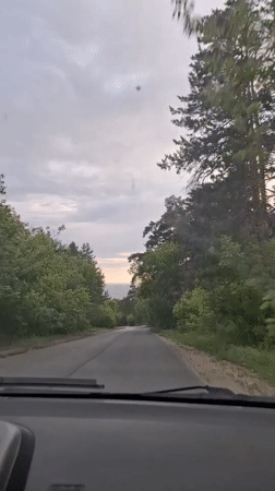Dusk walk through Tolyatti's pine forests and reservoir beach