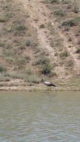 A single white stork with black wingtips and a long beak walks along the muddy bank of a body of water. The bank is covered with sparse green and brown vegetation. Behind the bank, a dusty, barren hill slopes upward, also dotted with small patches of dry grass. The water is a murky green and slightly rippled. The lighting suggests it is daytime.