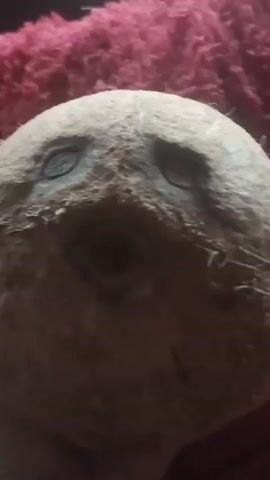 A close-up shot of a coconut with markings resembling a face. The coconut is positioned on a textured red surface. The markings on the coconut appear to be two almond-shaped eyes and a circular mouth, creating a cartoonish expression. The lighting is dim, casting shadows that accentuate the texture of the coconut's husk.