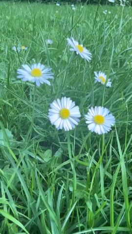 The video displays a close-up view of several white daisies with yellow centers, nestled within lush green grass. The camera angle is slightly downward, focusing on the flowers and the surrounding blades of grass. The lighting appears to be natural, suggesting an outdoor environment. The daisies are in various stages of bloom, with some fully open and others partially closed. The grass is tall and vibrant, indicating it is likely a meadow or a lawn. There are no people or animals visible in the frame, and no actions or interactions are taking place. The overall impression is one of natural beauty and tranquility.