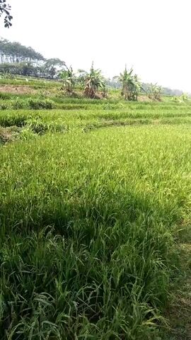 The video shows a view of a terraced rice paddy field. The foreground is filled with tall, green rice stalks that are beginning to show grains. In the middle ground, the terraces are visible, with more rice plants growing on them. Banana trees are scattered throughout the terraces. The background shows a line of trees on a hill. The sky is bright and clear, suggesting it is daytime. There are no people or animals visible in the video. The environment appears to be rural and agricultural.