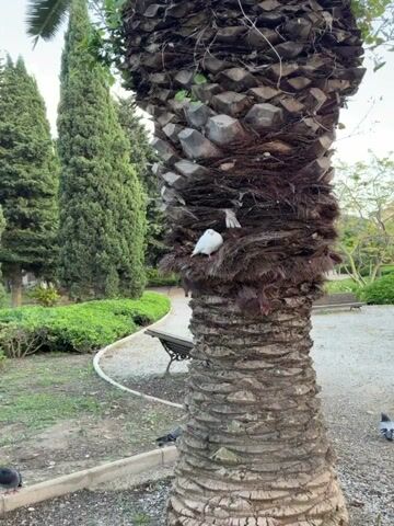 The video shows a white pigeon perched on a palm tree in a park. The pigeon is facing the camera and appears to be resting. The palm tree has a thick, fibrous trunk. In the background, there is a park with green grass, trees, a paved path, and a bench. The camera zooms in on the pigeon and then pans slightly to the side.