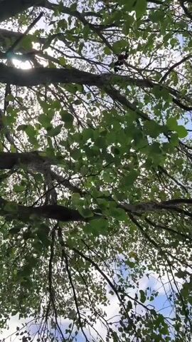 The video shows an upward view of tree branches and leaves against a sky with some clouds. Sunlight filters through the leaves, creating a dappled effect. The leaves appear green and are in various stages of movement, suggesting a light breeze. The branches are bare in some areas and covered in leaves in others, indicating the presence of foliage. The overall impression is that of looking up through a tree canopy on a sunny day.