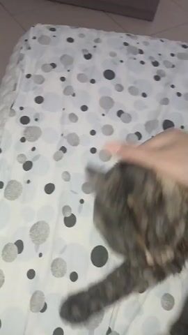 A person's hand is petting a cat that is lying on its back on a bed. The cat is a tabby with patches of grey, black, and brown fur. The bed is covered with a white sheet that has a pattern of grey and black circles. The hand is moving from the cat's head to its body. The cat appears to be relaxed and enjoying the petting.