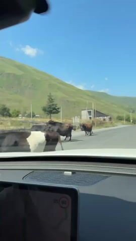 The video shows a view from inside a car, looking out at a rural landscape. Several cows are crossing a paved road. In the background, there are rolling green hills under a clear blue sky with scattered clouds. A few buildings and trees are visible along the side of the road. The car's dashboard is partially visible in the foreground. The cows are of various colors, including black and brown, and appear to be moving from one side of the road to the other.