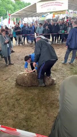 The video captures a scene under a large white tent where a sheep shearing demonstration is taking place. In the center, a man is bent over, holding a sheep down and shearing its wool. Another man stands behind him, possibly supervising or helping. A crowd of people surrounds the shearing area, observing the process. Some are taking pictures or videos with their phones. To the left, a table is set up, with people seated and looking on. The ground is muddy, and there's a fence separating the audience from other sheep in a nearby pen. Banners with text in Bulgarian hang overhead, indicating that the event is taking place in Bulgaria.