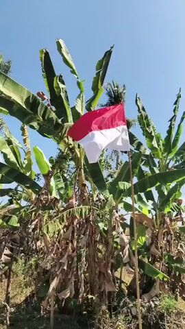 An Indonesian flag, red on top and white on the bottom, is attached to a thin bamboo pole. The flag is positioned in front of several banana trees, whose large green leaves are prominent against a clear blue sky. The banana trees appear to be in various stages of growth, with some having dry, brown leaves at their base. The scene is outdoors and appears to be in a tropical or subtropical climate. The flag is gently swaying, suggesting a light breeze. The lighting indicates it is daytime.