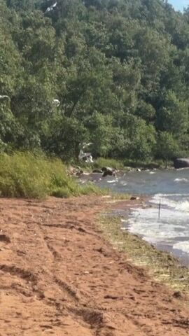 This video shows a body of water with a shoreline in the foreground. The shoreline is made of sand and has tire tracks visible. The water is choppy and appears to be a lake or ocean. Numerous white birds, likely seagulls, are flying over the water and near the shoreline. In the background, there is a densely wooded hill. The sky is blue with a few clouds. The scene suggests a natural outdoor environment, possibly a beach or park area. There are no people visible in the video.
