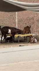 Daily life scenes documented in Multan, Pakistan streets