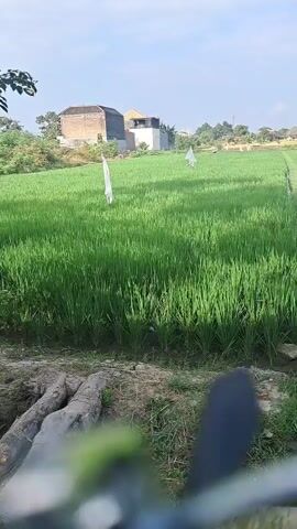 A video pans across a lush green rice paddy under a bright sky. In the background, several buildings, possibly homes, are visible amidst trees. Two white flags are planted in the field, and a narrow dirt path runs alongside the paddy, with a small water channel. The foreground shows some foliage and what appears to be a rough, earthy surface. The overall scene depicts a rural agricultural landscape.