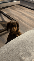 Dachshund puppy stands on hind legs on couch in Montreal