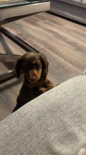 Dachshund puppy stands on hind legs on couch in Montreal