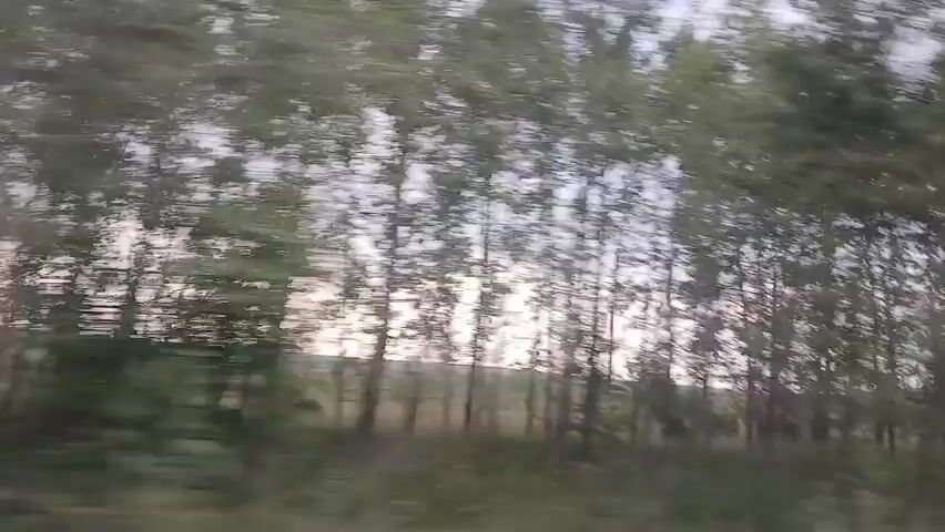 A blurred video shows trees lining a rural road. The trees are tall and thin, with green leaves. The sky is overcast and appears to be either dawn or dusk. The camera is moving, indicating that the video was likely taken from a vehicle. There are no people or discernible objects visible in the video.