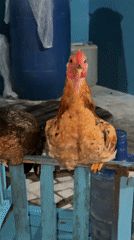Evening scenes captured in Lhokseumawe: indoor chickens, moonlit house
