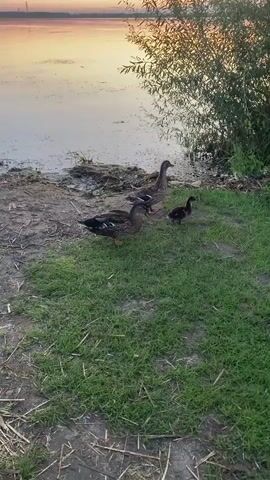A video shows a body of water at sunset with a tree on the right side of the frame. On the shore are three ducks. Two adult ducks are facing right, and a duckling is to the right of them. The water is calm, and the sky is a soft orange and yellow. The ducks are on a patch of grass near the water's edge.