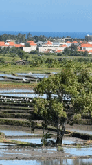 Rice terraces and tropical details in Mengwi, Bali